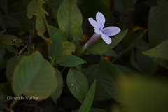 Barleria involucrata var. involucrata